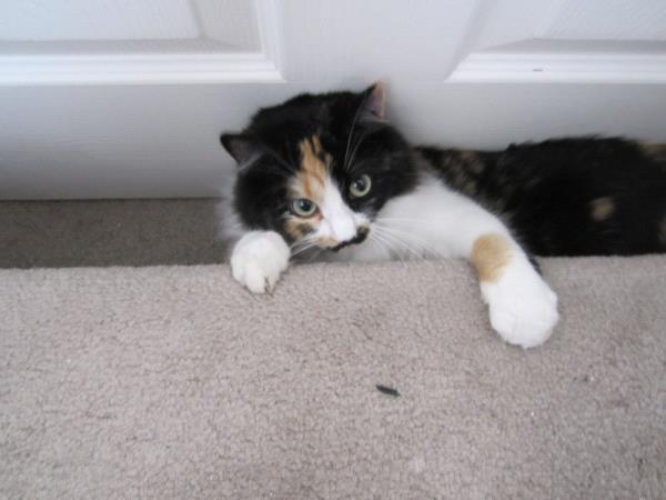/Images/uploads/Humane Society of Utah/HSUCalendar/entries/941thumb.jpg